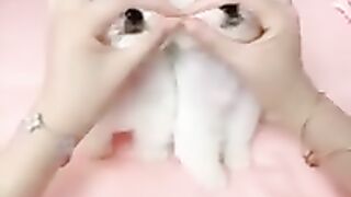 Cute and funny Pomeranian vedio
