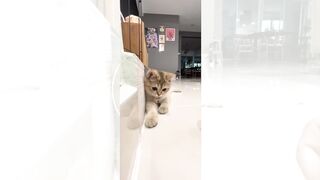 Funny cat doing anything....