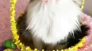 Funny Cats being... CATS #shorts