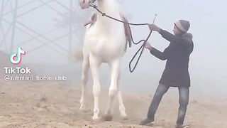 Beautiful horse in winter in happy mod