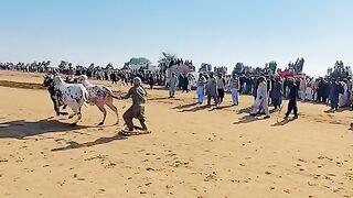 Bull race in pakestan