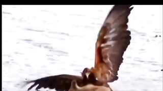 Eagles hunting Mountain goat !!! Let's watch the Eagles use their skills to catch the Mountain goat