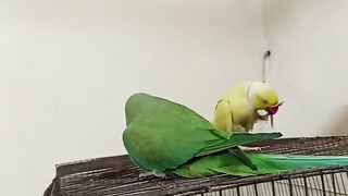 Parrot-greeting-his-friend