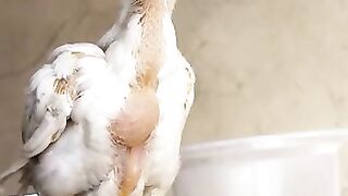 Indian perot beak