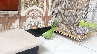 Funny parrot