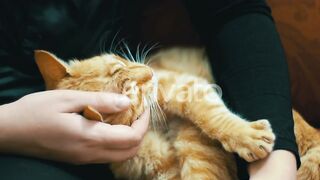 Woman Stroking a Red Cat Lying on the Couch