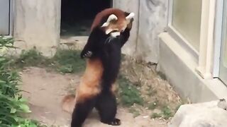 Red panda ????