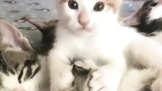 Funny cat's baby playing
