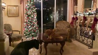 Pets say goodbye to the Christmas decorations