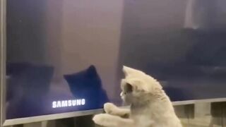 funny cats videos 2023 that looks like play in home