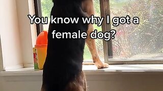 #GermanShepherd #fyp #foryoupage #viral #FlexEveryAngle #femaledog