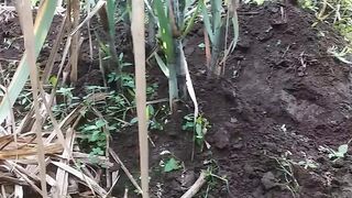 Proses merawat tebuh supaya subur dan bagus
