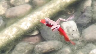 Fish:when will you go down