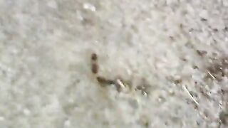ant fight