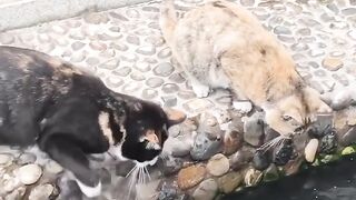 clever cats hunt fish