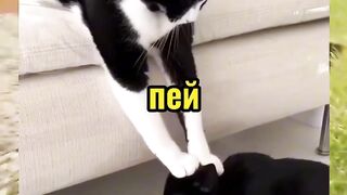 ????cats