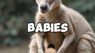 ???? The Heartbreaking Truth About Kangaroos