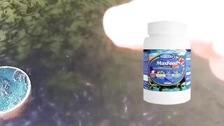 Hemat biaya pembelian cacing sutera dengan BlueCore Maxfeed