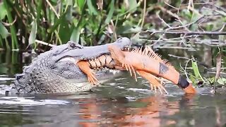 Crocodile attack a lizard ????