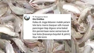 Sudah dijual atau belum ikan lele kalian, ini hari ke 21 puasa loh