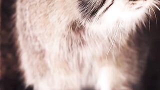 Wild cat