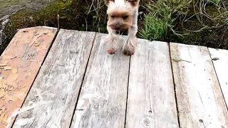 A dog walks on the bridge near the lake