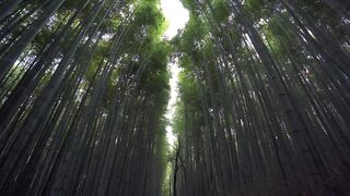 Nature Stock Video Footage for Free Download