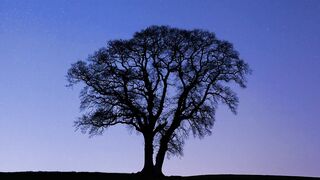 Royalty Stock Footage and Video Footage