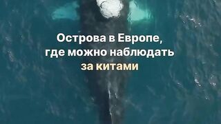 Where to watch whales in Europe?