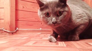 The cat ate the mouse alive