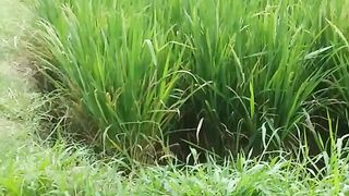Perawatan tanaman tebuh biarhasilnya maksimal