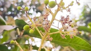 Aankhon ki season
