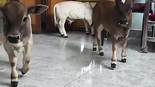 Bahut pyari gay