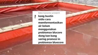 Cara pemupukan air kolam dengan Probiomax, tidak perlu garam, molase, NPK
