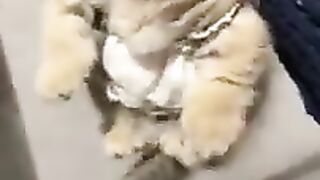 Kittens Shenanigans: Watch These Adorable Kittens ???? Go Wild