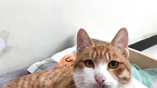 So funny! The rooster caught the hen and the cat having an affair! The rooster was very angry!