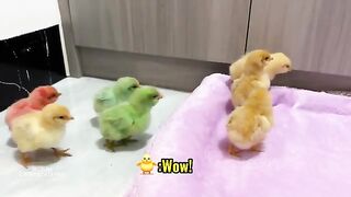 When the hen bullied the cat, a group of chicks bit the hen.The funniest animals in the world!cute
