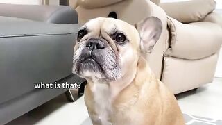 Singing French Bulldogs Funny Reaction To Talking Toy **TOO FUNNY