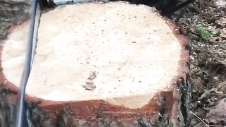How to make a chair out of a tree stump using a chainsaw