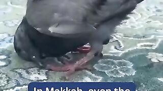 Birds sujood