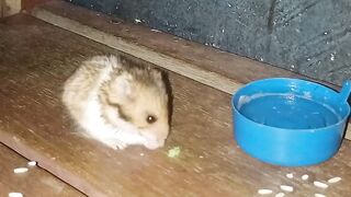 Hamster