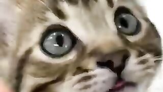 Singing cat