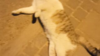 I found a cat on the street. It's so cute.