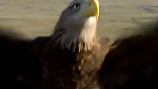 The hawk