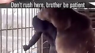 HOW TO WRESTLE BEAR . COACH KHABIB