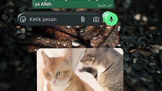 Cute cat