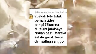 Ikan lele juga butuh istirahat dan tidur, begini cara ikan lele tidur yang belum banyak orang tau