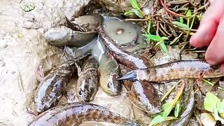 Amazing Mud Fishing