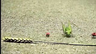 racing insects