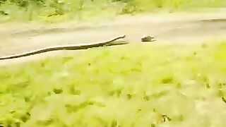 snakes hunt mice